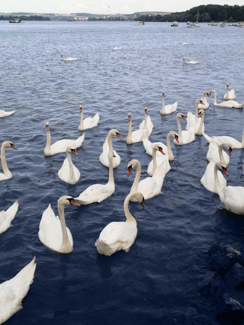 White Swans on a Lake