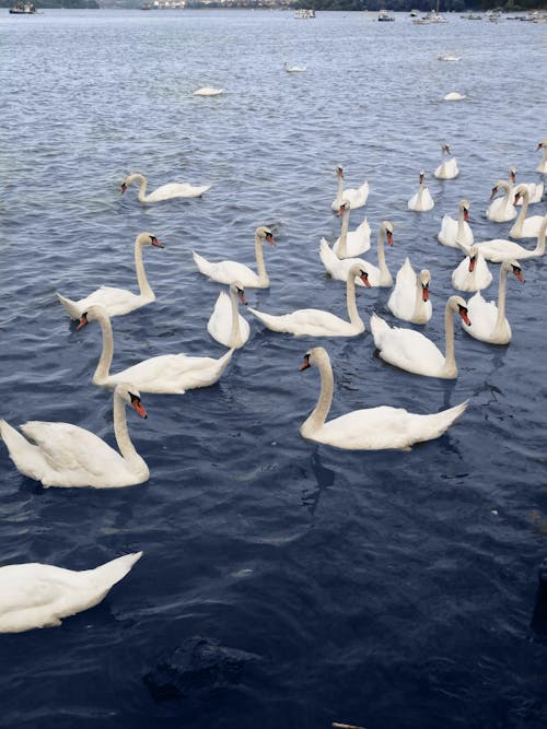 Photo of White Swans on a Lake