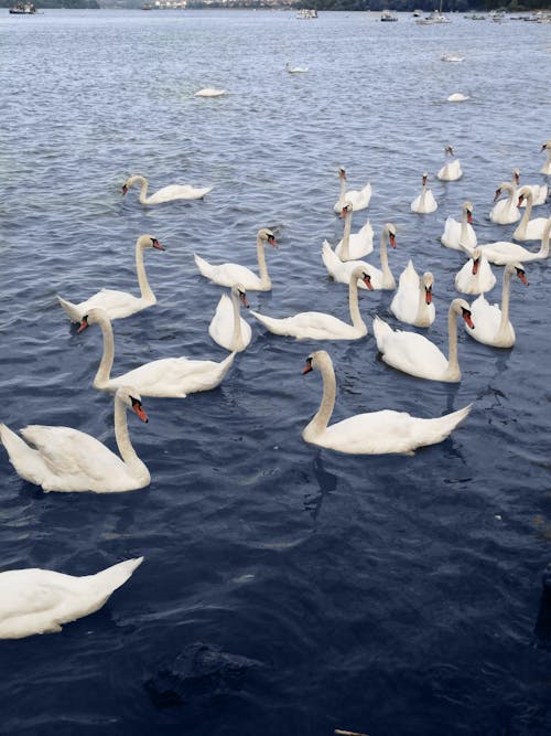 Fotobanka s bezplatnými fotkami na tému divočina, jazero, labute