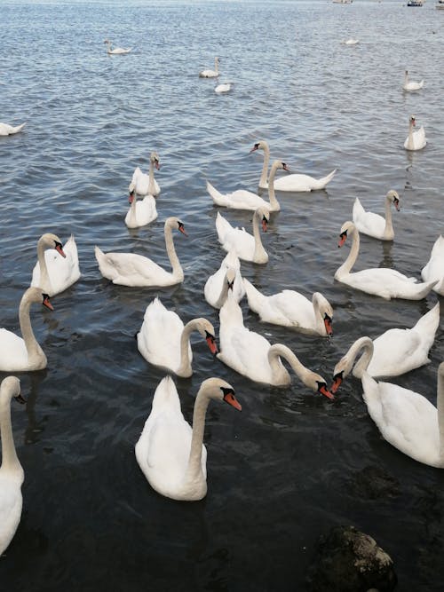 Photograph of White Swans on Water