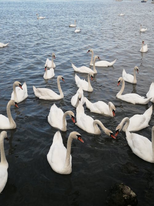 Darmowe zdjęcie z galerii z dzika przyroda, jezioro, łabędzie