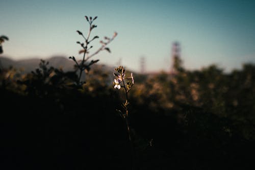Free Flower struck by sunlight between bushes Stock Photo