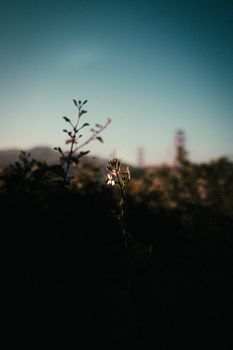 A lone flower silhouetted against a bokeh background in San Francisco's Golden Gate Park.