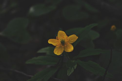 Free A vivid yellow flower stands out against dark green leaves, highlighting its natural beauty. Stock Photo