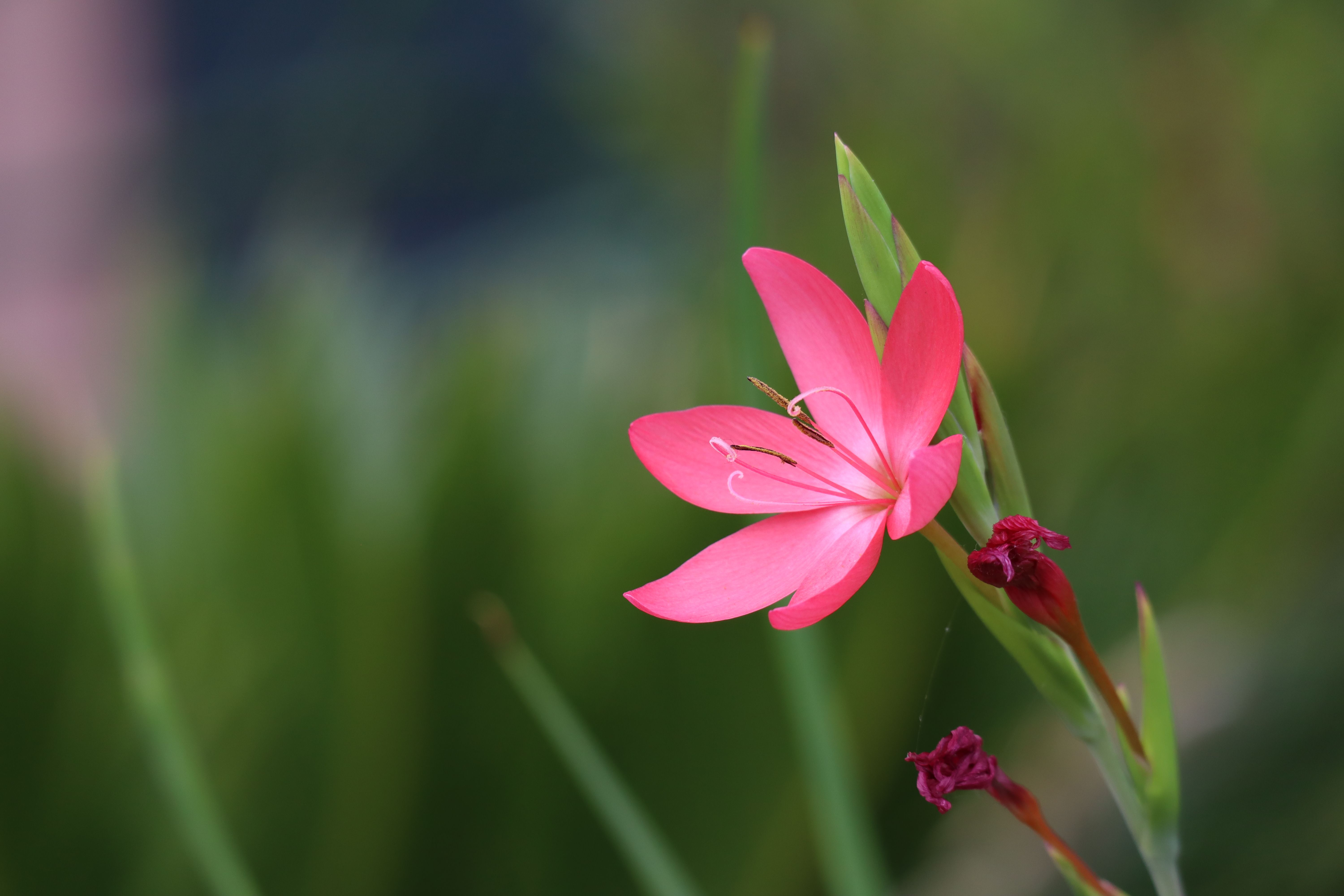 A vibrant pink flower blooming against a blurred natural background in a delicate close-up shot.