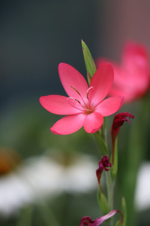 Free Pink River Lily Flower with Buds  Stock Photo