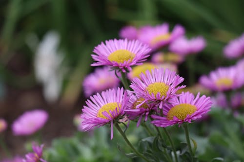 Close-Up Shot of Purple Aspen Fleabane Flowers