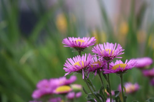 Free Close-Up Photograph of Purple Aster Flowers Stock Photo