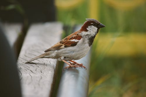 Sparrow Perché Sur Un Banc