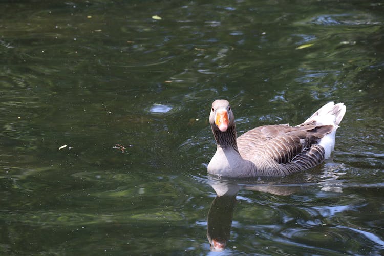 Photo Of A Toulouse Goose