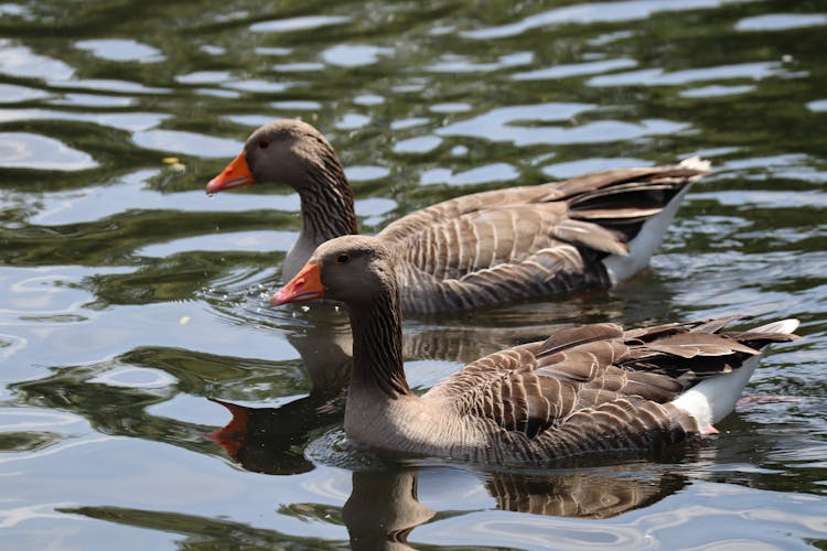 Photograph Of Toulouse Geese