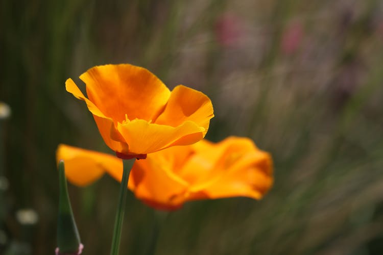 Close-Up Photograph Of A California Poppy Flower