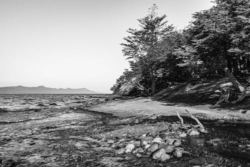 Grayscale Photo of Trees Near Body of Water