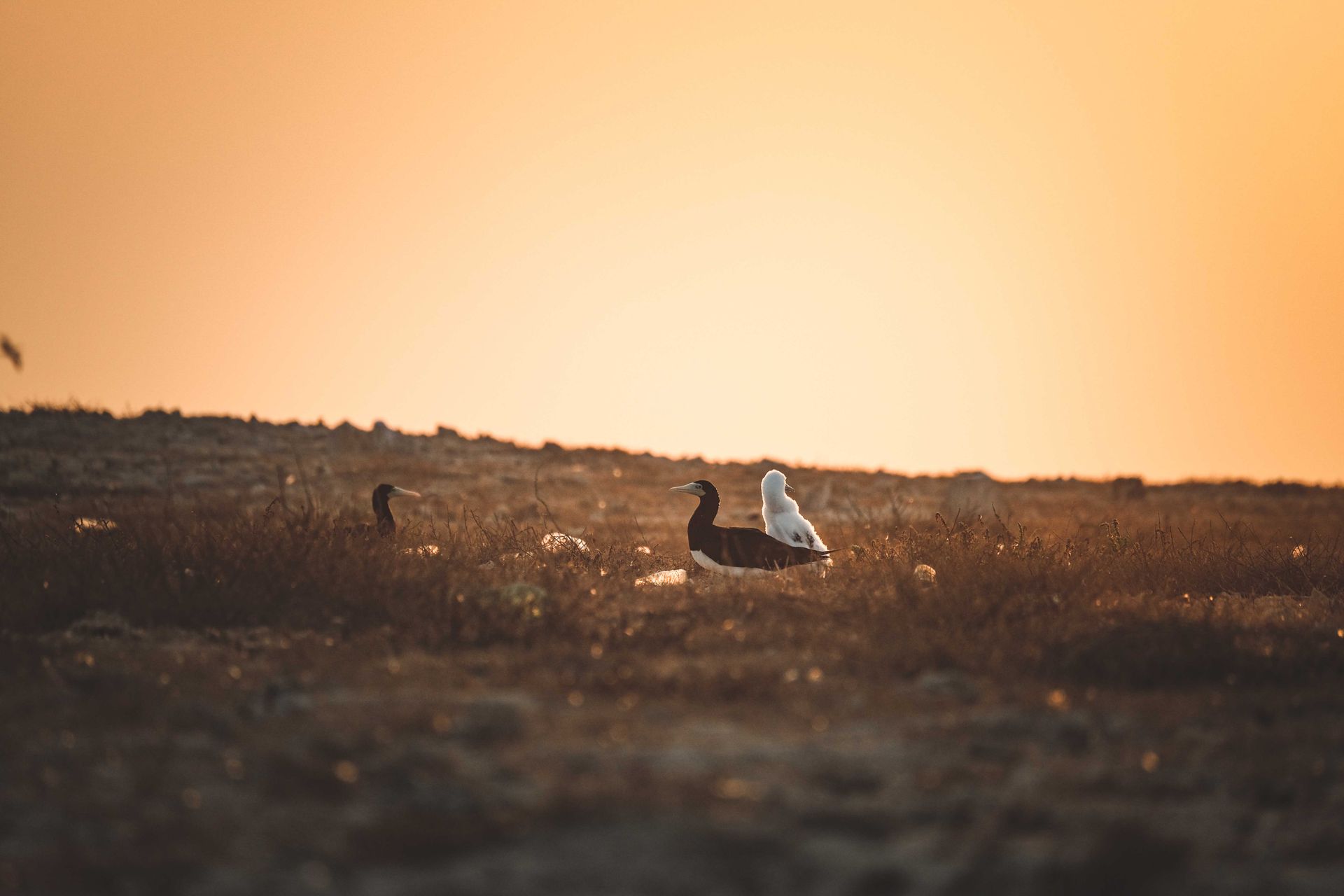 A serene scene of birds on Farasan Island at sunset, showcasing natural beauty.