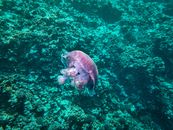 A stunning jellyfish gracefully swimming in the clear waters of Farasan Island.