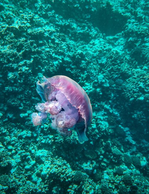 Togean Islands