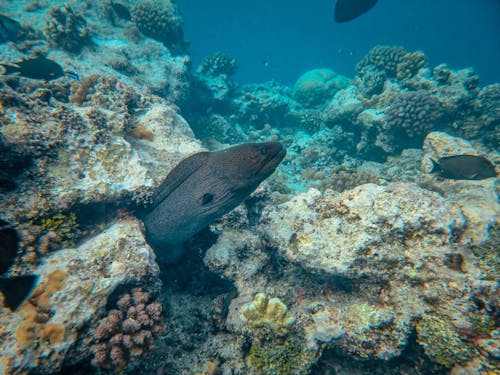 Foto stok gratis batu karang, berenang, besok