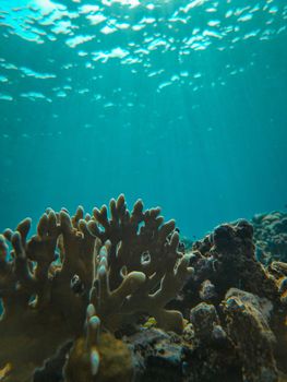 Underwater view of a coral reef in Jazan, Saudi Arabia, showcasing vibrant marine life.