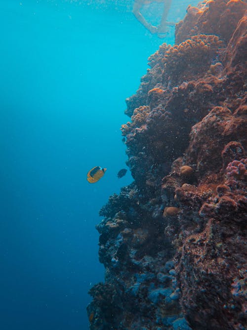 Yellow and Black Fish in Body of Water