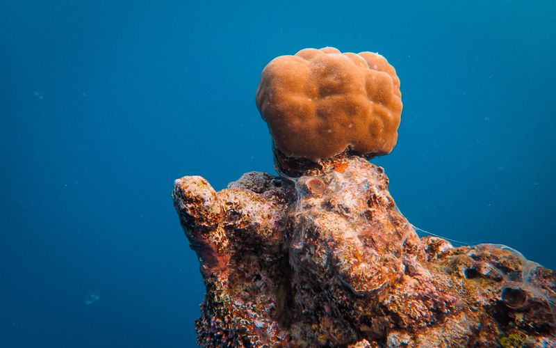 Best Snorkelling Spots in Saudi Arabia (2026)