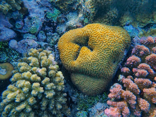 Coral Reef in the Sea