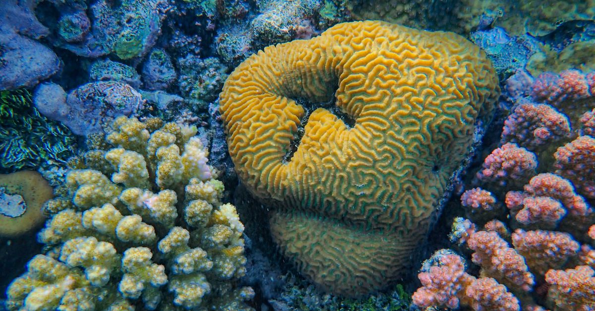 Bleached Corals Recover Fast When Touched by Healthy Neighbors, Study Finds