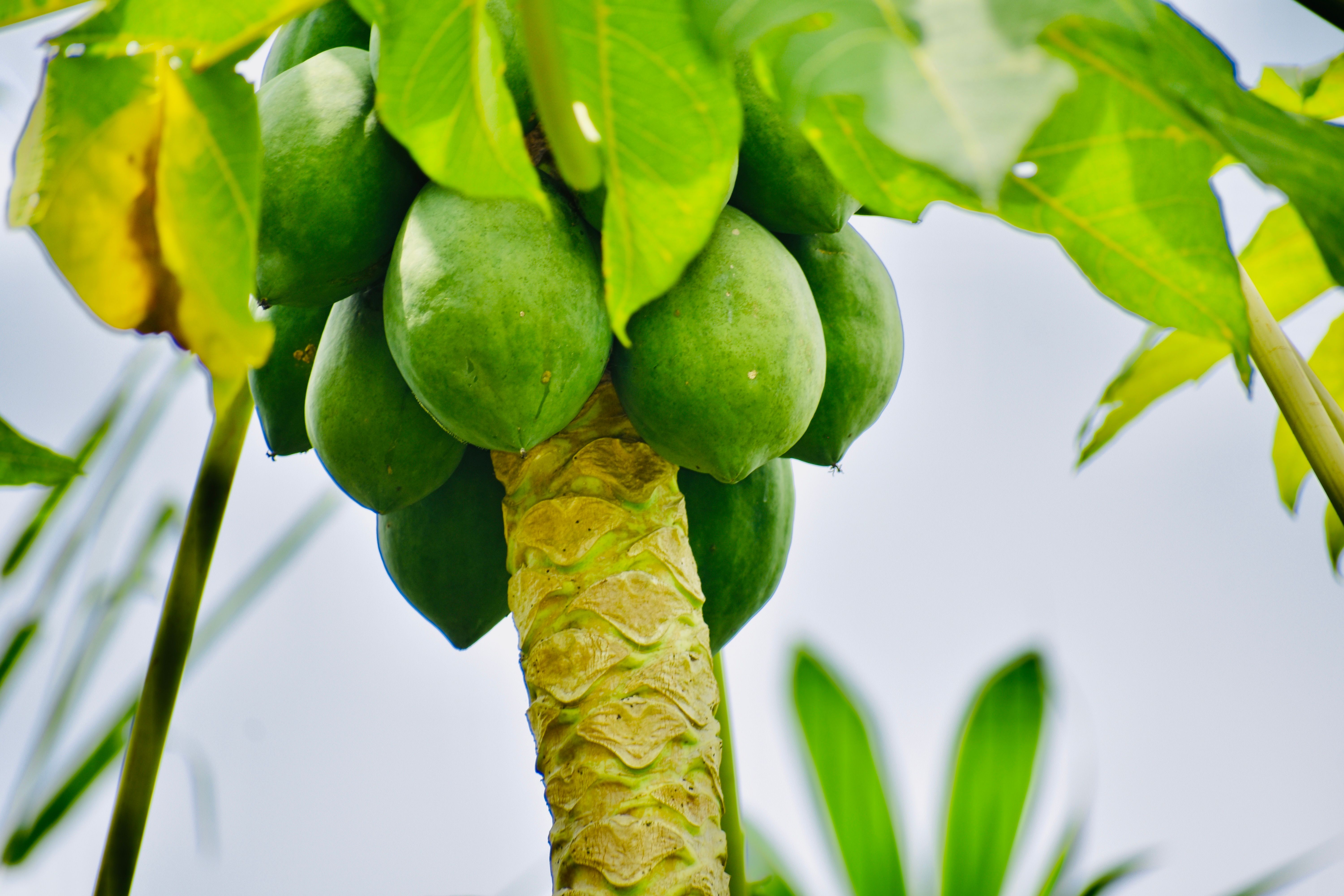 Food Processing Papaya