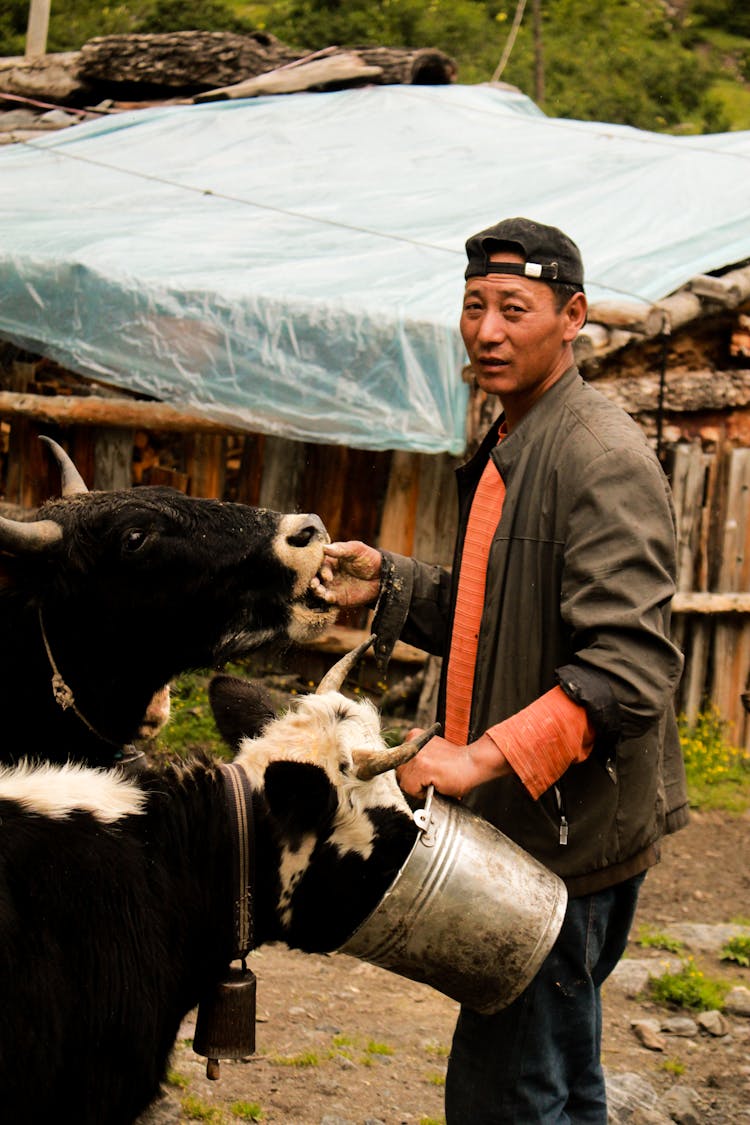 Photo Of A Man Feeding Cows