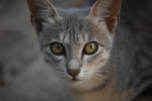 Foto d'estoc gratuïta de foto vertical, fotografia d'animals, gat gris