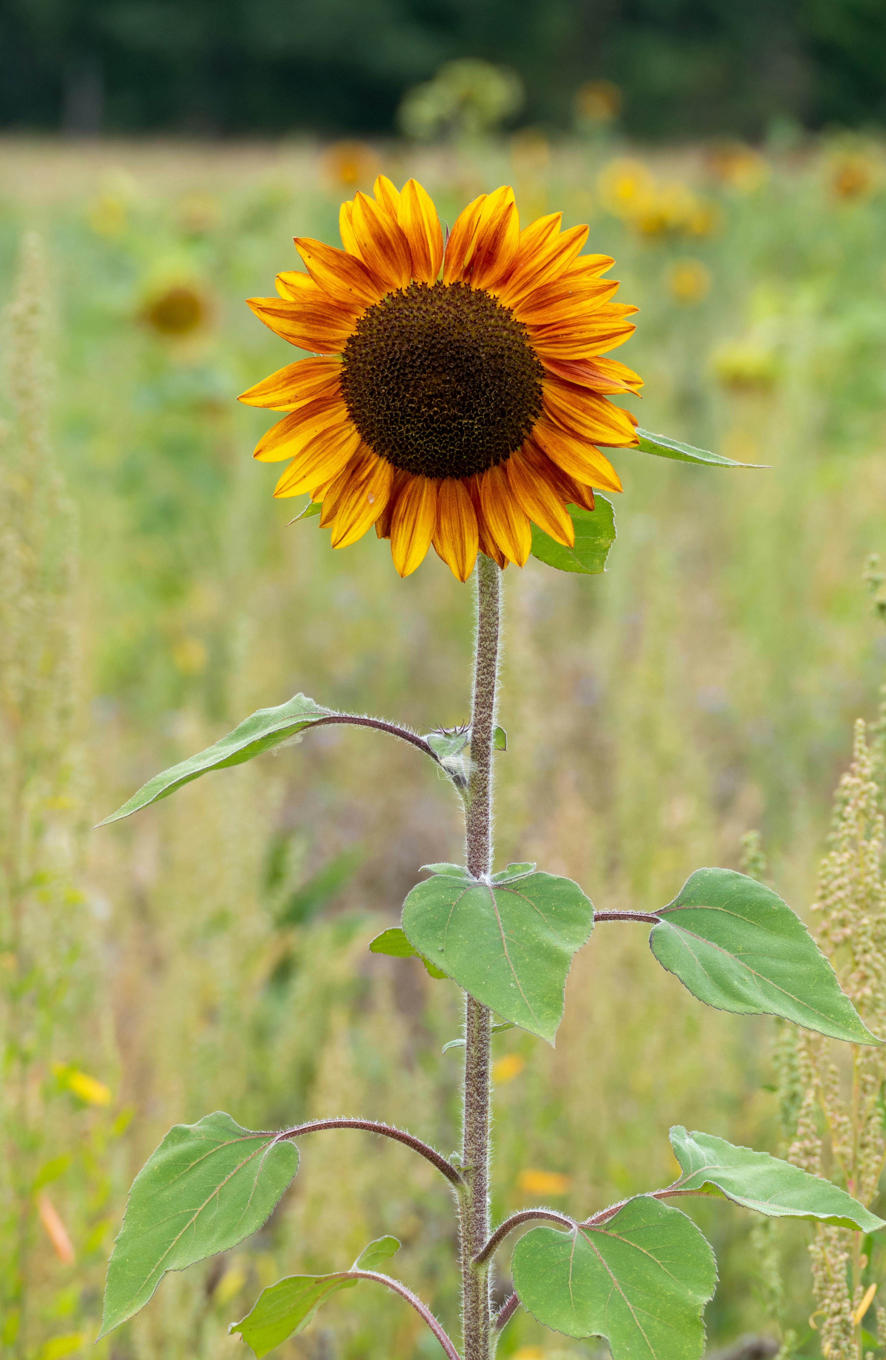 Photo of a Sunflower in Bloom · Free Stock Photo