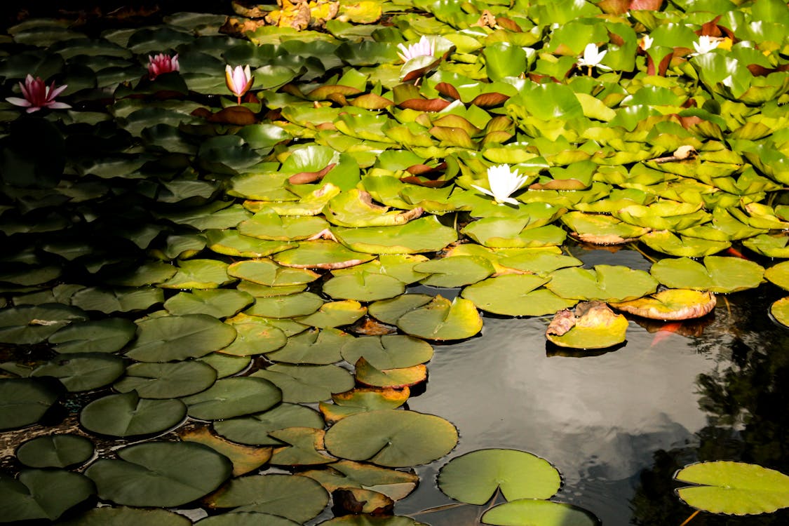 Free Photograph of Green Lily Pads Stock Photo