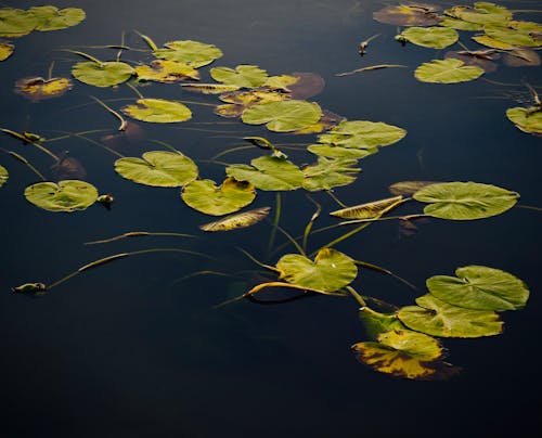 Withering Water Lilies