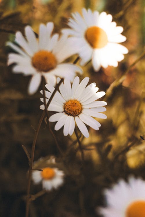 White Daisy Flowers in Bloom