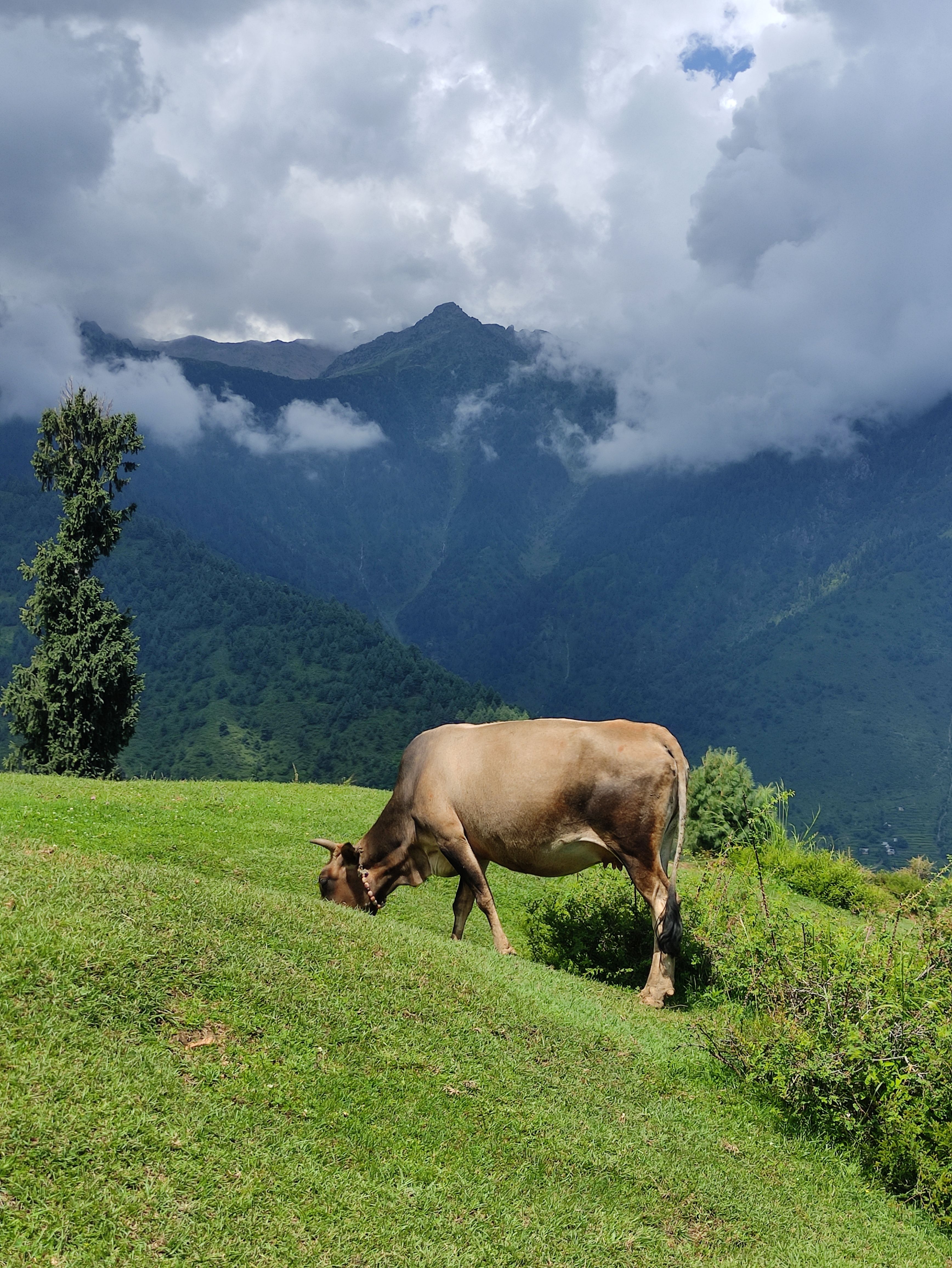 Brown Cow on Green Grass Field Near Green Mountains · Free Stock Photo