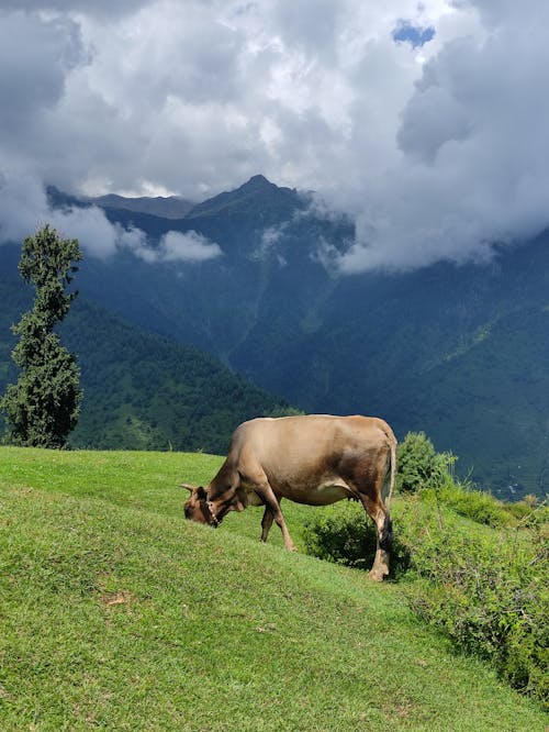 가축, 갈색 소, 거대한 산들의 무료 스톡 사진