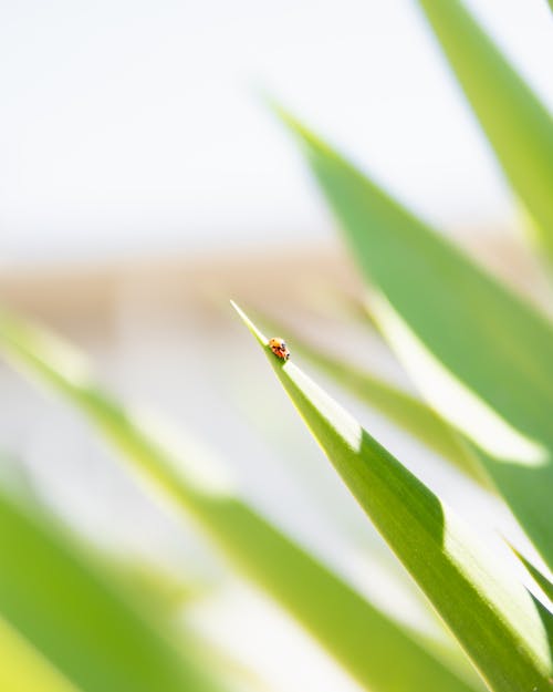 Photo of Ladybugs on a Green Leaf