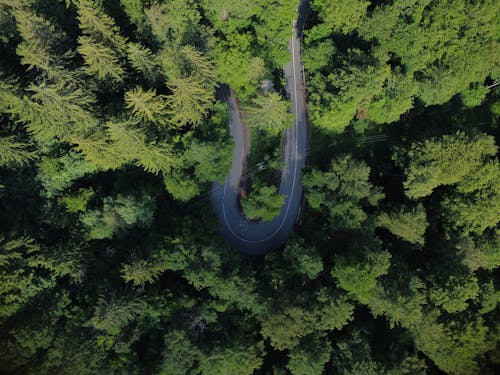 Drone Shot of a Road Surrounded by Trees