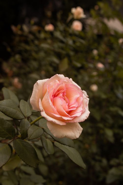 Free A delicate pink rose blooming in São Paulo garden, showcasing intricate petals against a blurred background. Stock Photo