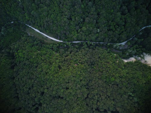Безкоштовне стокове фото на тему «Аерофотозйомка, зелені дерева, знімок із дрона»