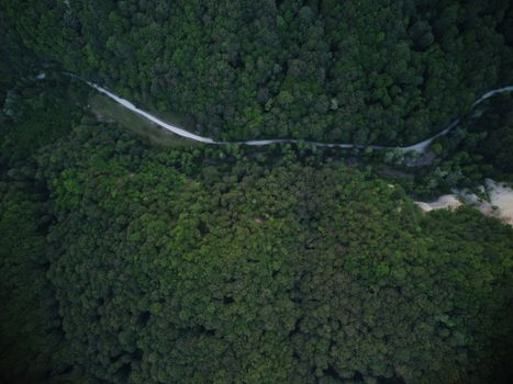 Aerial view of lush green forest from above in Runcu, Romania, showcasing nature's beauty.