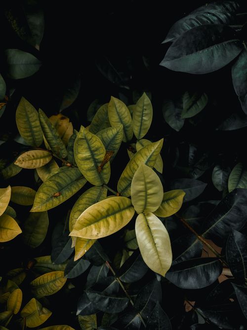 Free A vibrant collection of foliage with lush green and yellow leaves in an overhead shot. Stock Photo