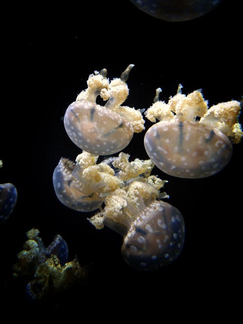 Immagine gratuita di avvicinamento, fotografia di animali, medusa