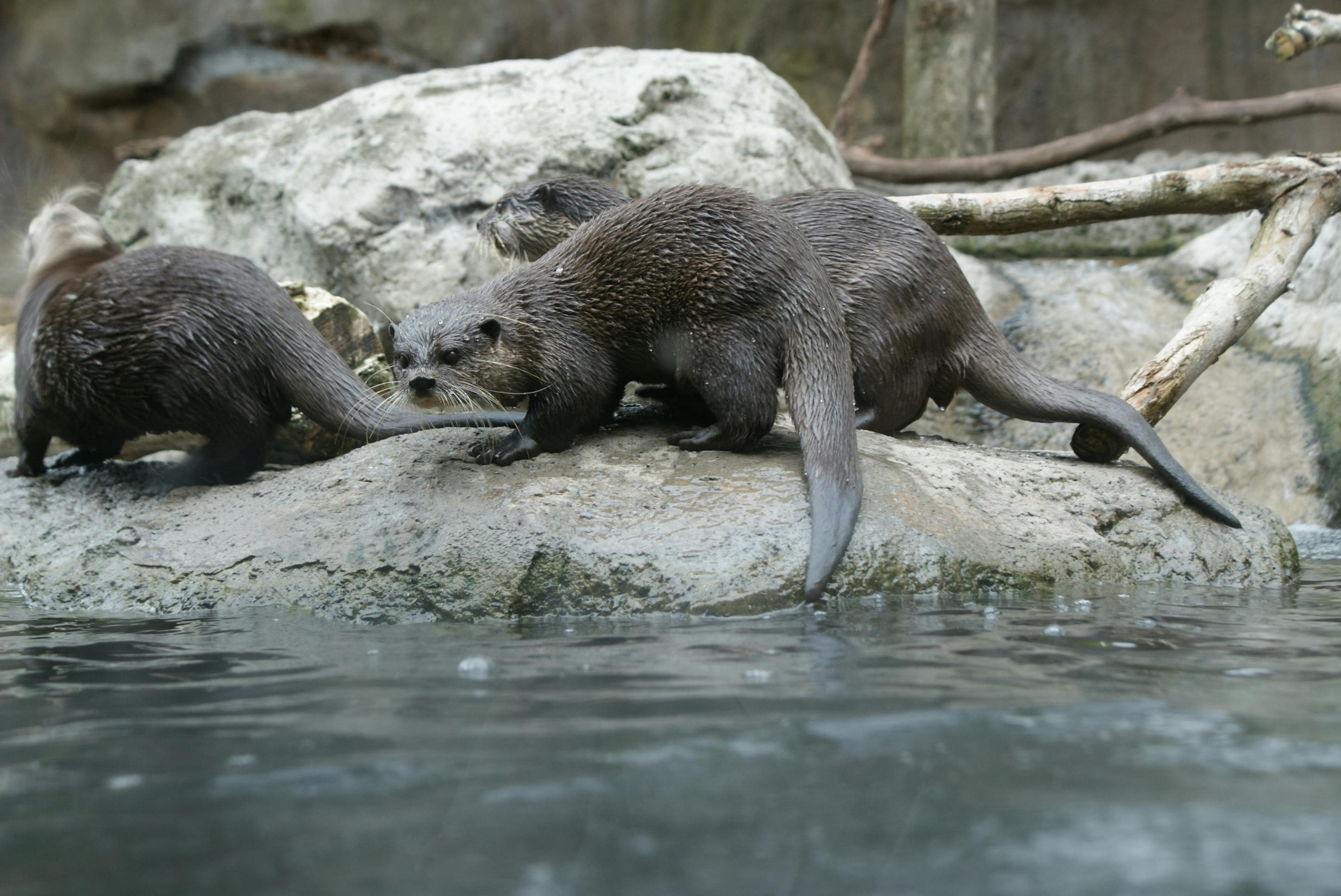 オーストラリア オーストラリア人 かわいい動物の無料の写真素材