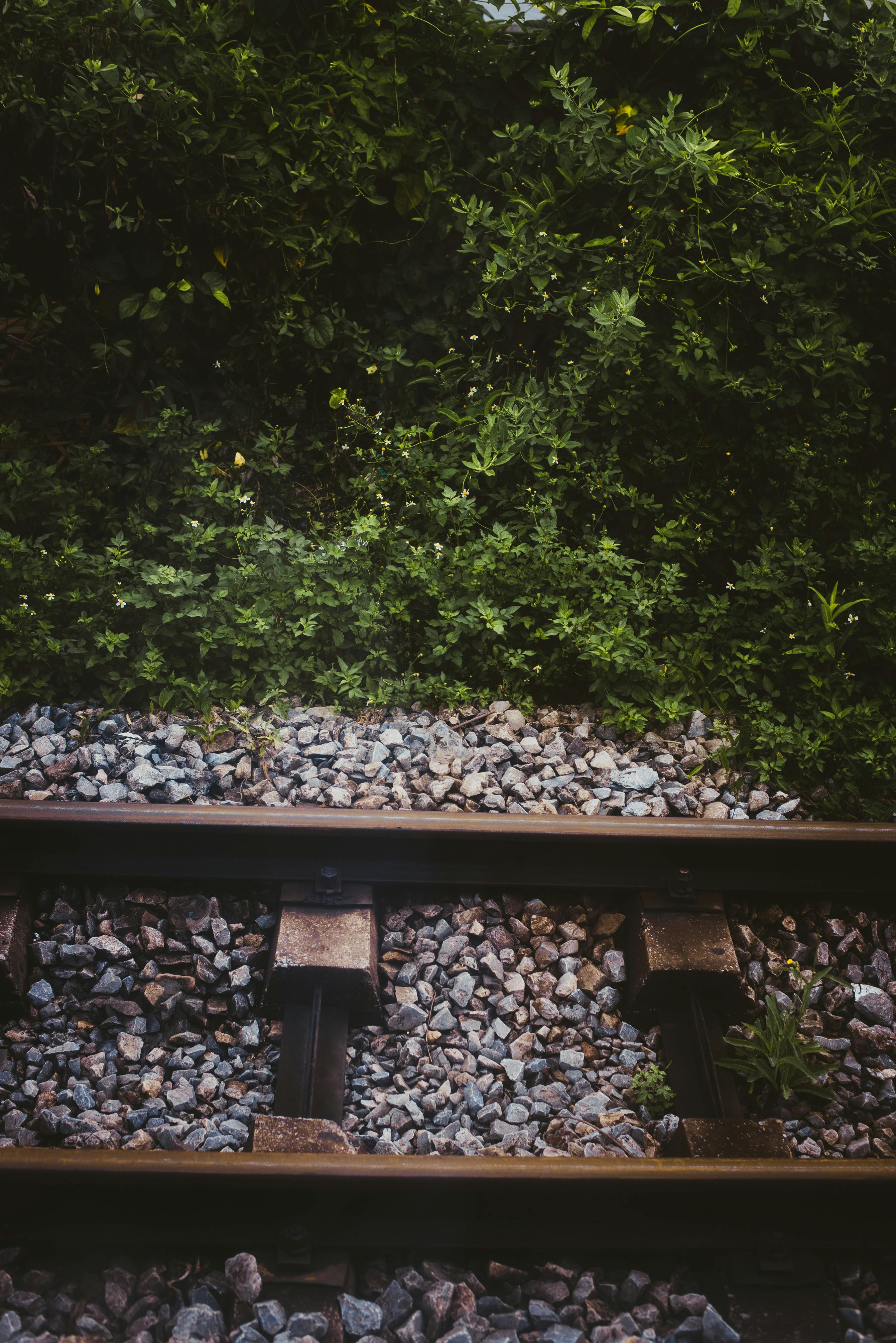 train rails near trees