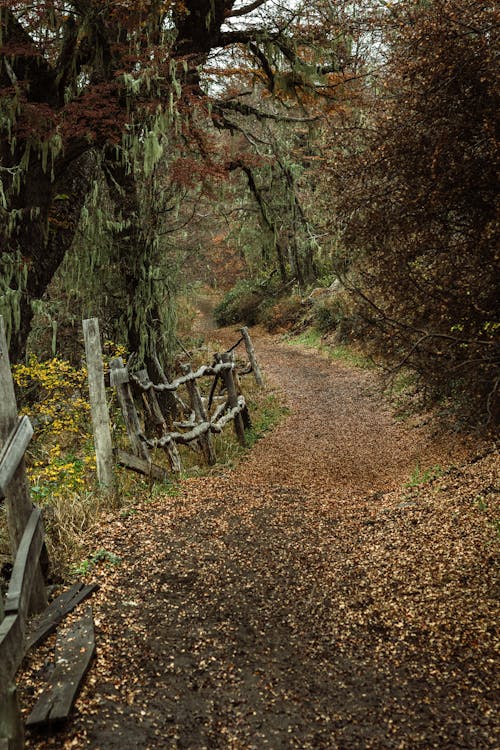Free Explore a scenic forest pathway in San Carlos de Bariloche, Argentina during autumn. Stock Photo