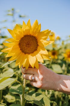 A close-up image of a hand holding a vibrant sunflower in a sunny agricultural field.