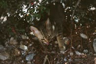 一只可爱的虎斑小猫在灌木丛下的石头间探索，非常适合动物爱好者