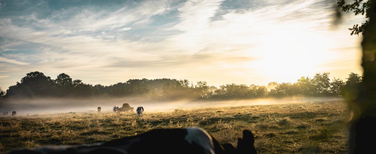 Free Animals Walking on Grass Field Stock Photo