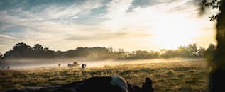 薄雾笼罩着清晨的农田，放牧的奶牛构成了一片宁静的风景