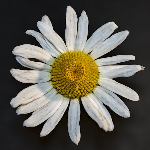 Close-Up Photograph of a White Daisy Flower
